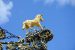 Golden Fleece