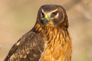 Harrier Bird