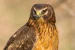 Harrier Bird