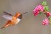 Humming Bird