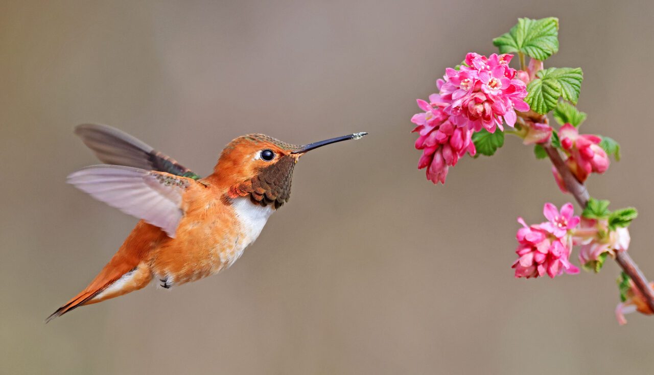 Humming Bird