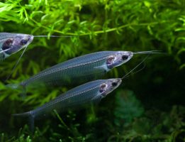 Kryptopterus Bicirrhis