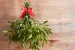 Mistletoe