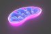 Mitochondrial DNA