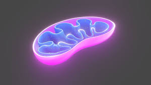 Mitochondrial DNA