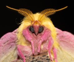 Moth