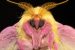 Moth