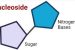Nucleoside
