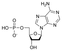 Nucleotide Base