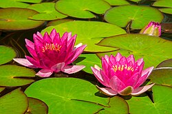 Nymphaeaceae