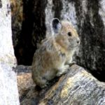 New species of pika named Ochotona sikimaria discovered in Sikkim