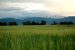 Prairie