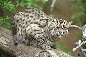 Fishing cat sighted in Andhra Pradesh