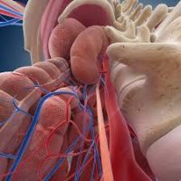 Abdominal cavity