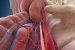 Abdominal cavity