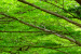 Abstract syntax tree