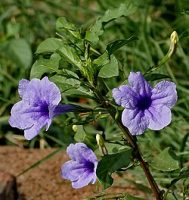 Acanthaceae