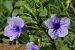 Acanthaceae