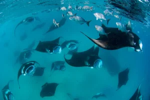 Atoll