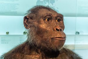 Australopithecus