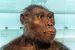 Australopithecus