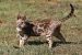 Bengal cat