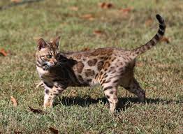 Bengal cat