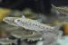 Bioaccumulation