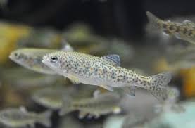 Bioaccumulation