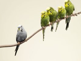 Biological determinism