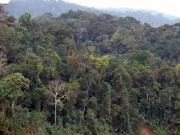 Biomass ecology