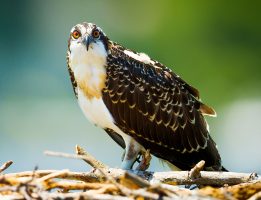 Bird of prey