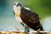 Bird of prey