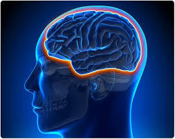 Bloodbrain barrier