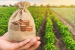 Can we double farmer’s income by 2022?
