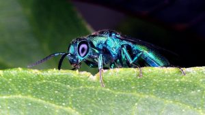 Entomology
