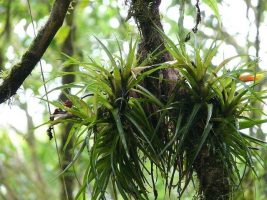 Epiphyte