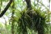 Epiphyte