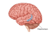 Hippocampus