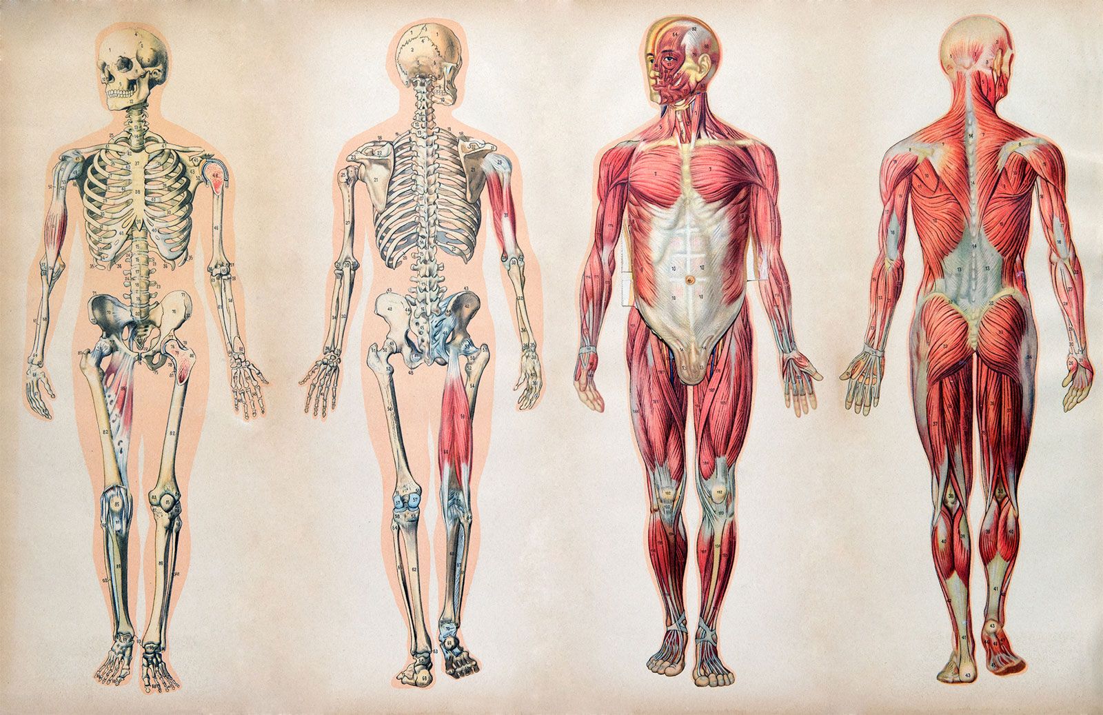 Human body