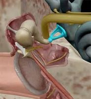 Inner ear