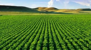Monoculture