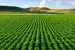 Monoculture