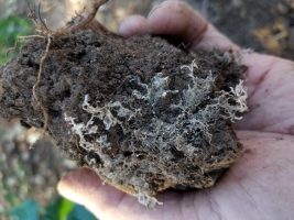 Mycorrhiza