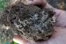 Mycorrhiza
