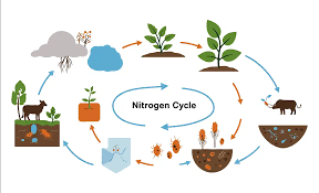 Nitrogen cycle