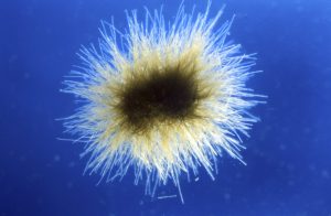 Phytoplankton