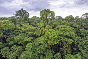 Rainforest