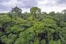 Rainforest
