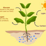 Artificial Photosynthesis to Provide Solutions for Carbon Capture